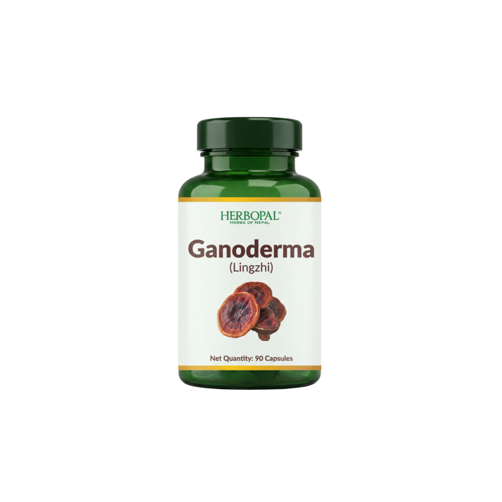 Ganoderma (Reishi/Lingzhi)